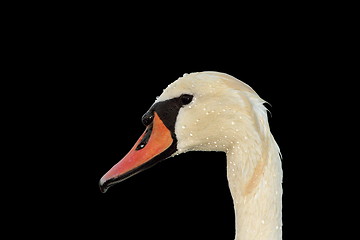 Image showing isolated mute swan portrait