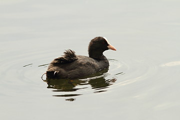 Image showing common coot on water surface