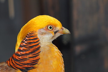 Image showing closeup of a male golden pheasant