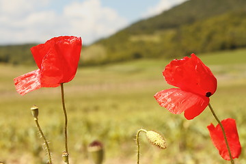 Image showing red wild beautiful poppies