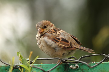 Image showing house sparrow on wire fence
