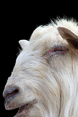 Image showing white ram portrait on dark background