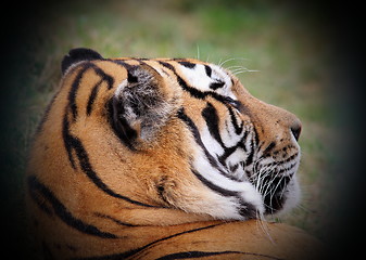 Image showing beautiful tiger portrait 