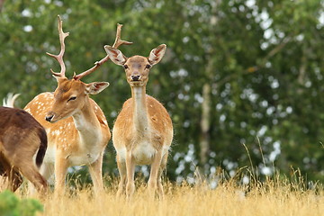 Image showing male and female fallow deers