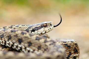 Image showing meadow viper portrait