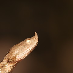 Image showing close up on vipera ammodytes head