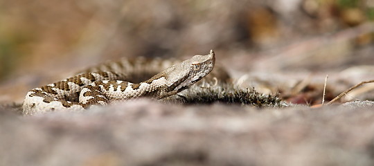 Image showing immature vipera ammodytes