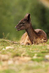 Image showing dark fallow deer calf