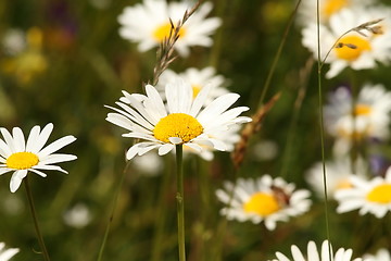 Image showing wild daisies on meadow