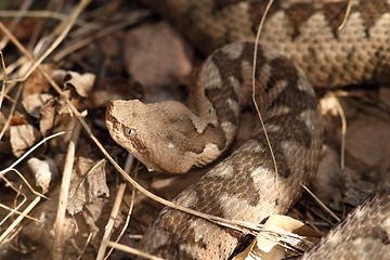 Image showing large head of vipera ammodytes