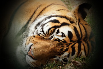 Image showing beautiful tiger head