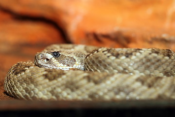 Image showing crotalus viridis closeup