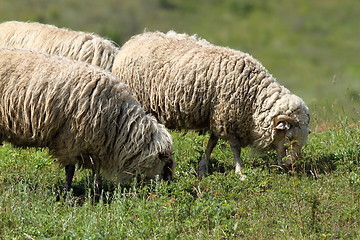Image showing white sheep grazing