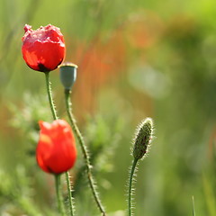 Image showing wild red poppy bud