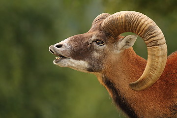 Image showing mouflon mating ritual