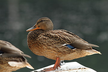 Image showing female mallard resting