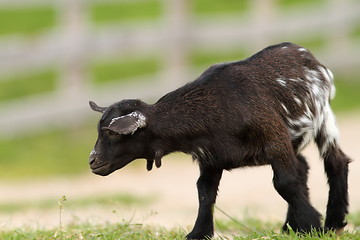 Image showing black young goat on farm alley