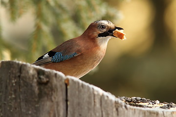 Image showing common jay eating a piece of bread
