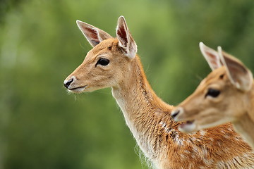 Image showing fallow deer calf over green background