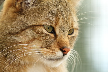 Image showing portrait of european wildcat