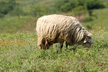 Image showing white sheep on meadow