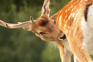 Image showing deer stag searching for ticks