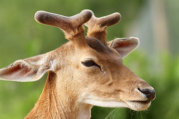 Image showing deer with growing antlers