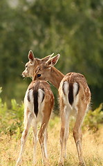 Image showing deer brothers