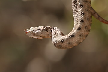 Image showing female european sand viper