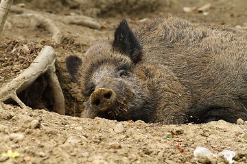 Image showing wild boar at the zoo