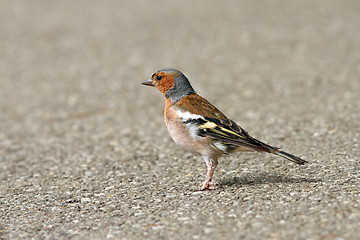 Image showing male common chaffinch on alley