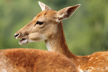 Image showing profile of a fallow deer doe