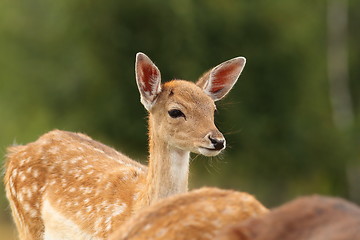 Image showing dama calf on green background