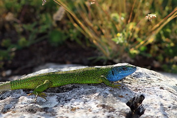 Image showing lacerta viridis, male