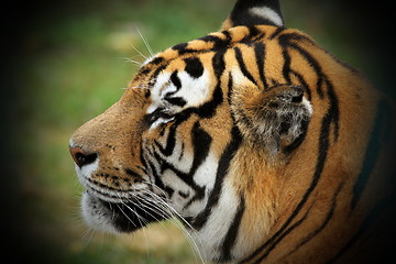 Image showing beautiful tiger head