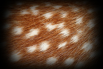 Image showing fallow deer spotted fur