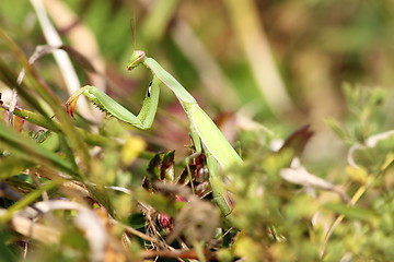 Image showing closeup of Mantis religiosa