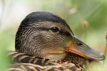 Image showing closeup portrait of a mallard duck