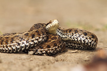 Image showing venomous snake ready to attack