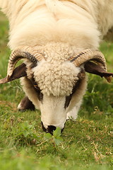 Image showing white sheep grazing