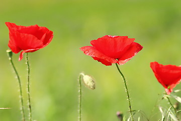 Image showing colorful poppies on green natural background 