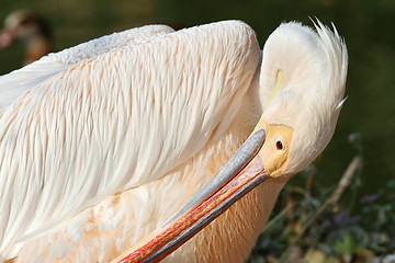 Image showing great pelican preening