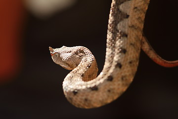 Image showing beautiful horned viper 