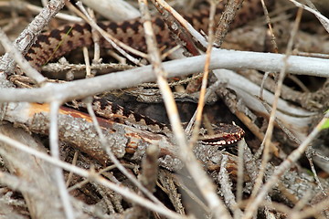 Image showing camouflage in nature