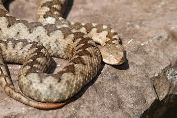 Image showing big ammodytes female