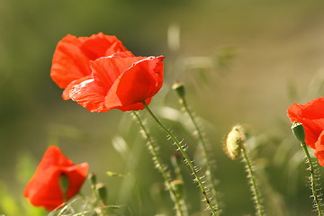 Image showing close up of red poppies