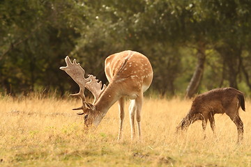 Image showing fallow deer stag  grazing 