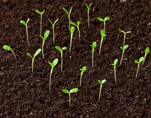 Image showing Green seedling