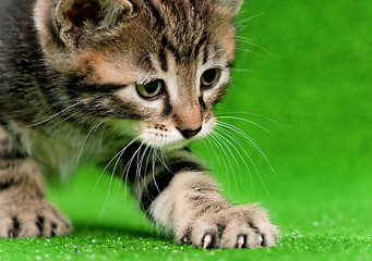 Image showing Cute kitten