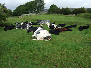 Image showing Cows